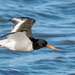  Oyster Catcher in flight.