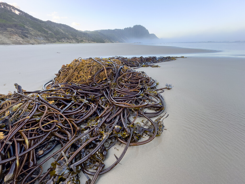 Big Mass of Seaweed by jgpittenger