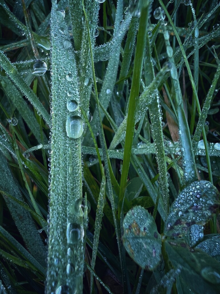 Dew by gaillambert