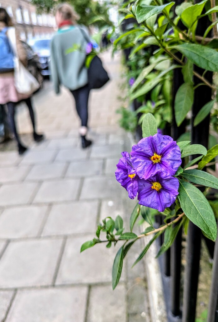 Blue potato bush  by boxplayer