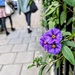 Blue potato bush 