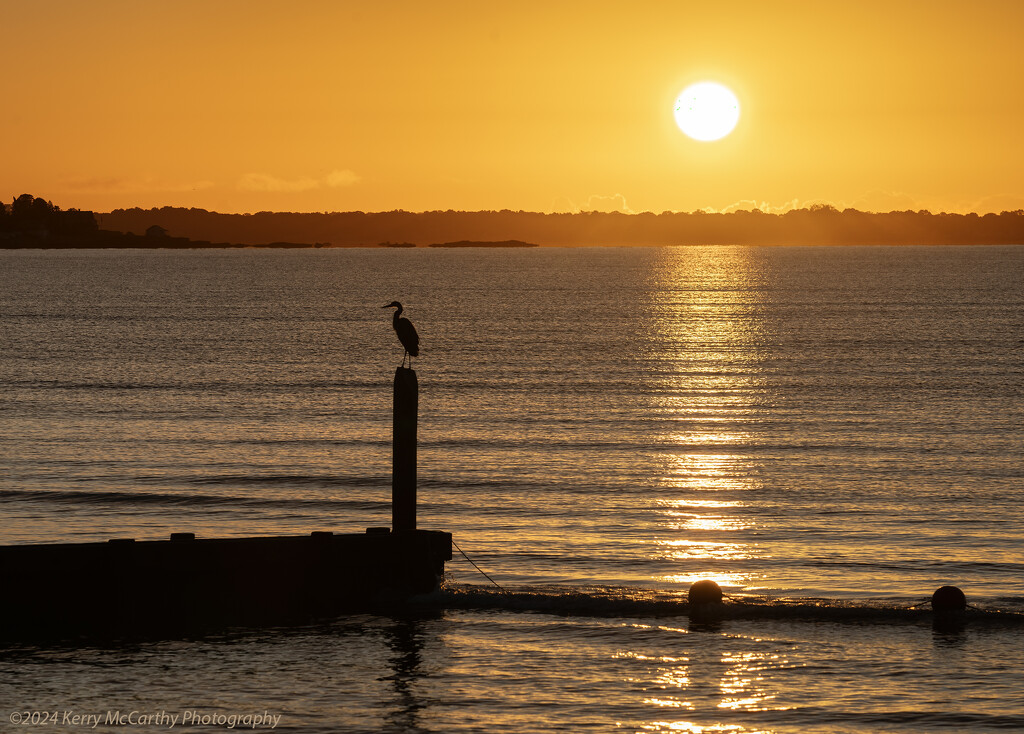 Sunrise with a Great Blue Heron by mccarth1