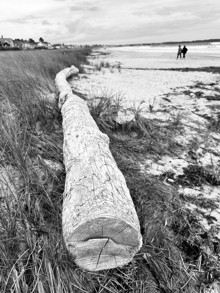 Big log by fperrault