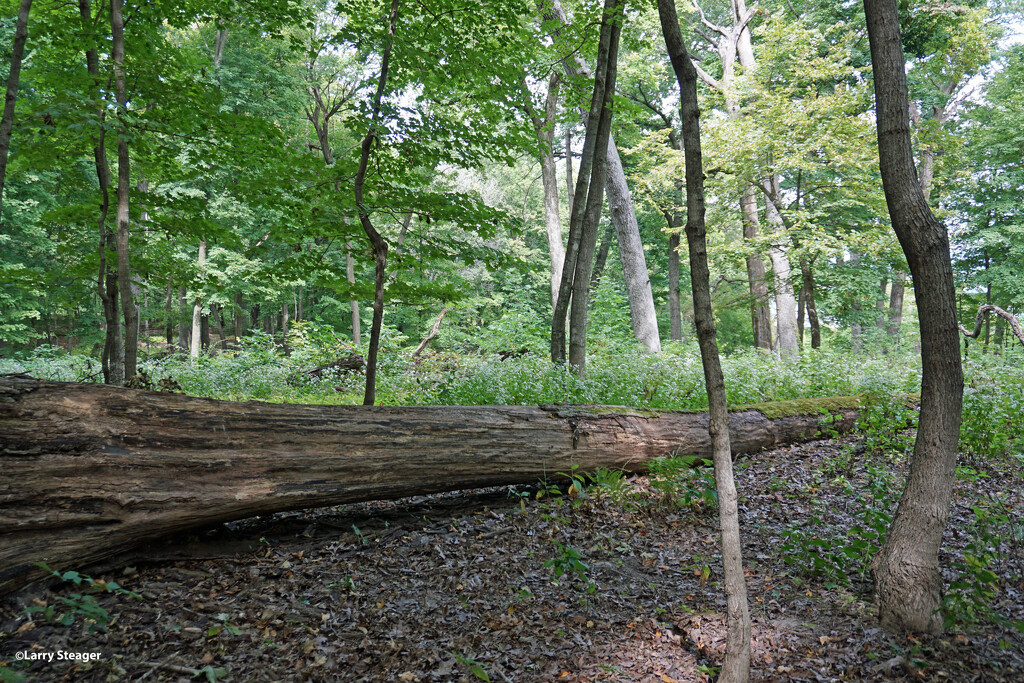 Tree down by larrysphotos