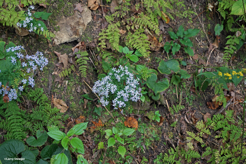 Trail side flowers by larrysphotos