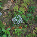 Trail side flowers