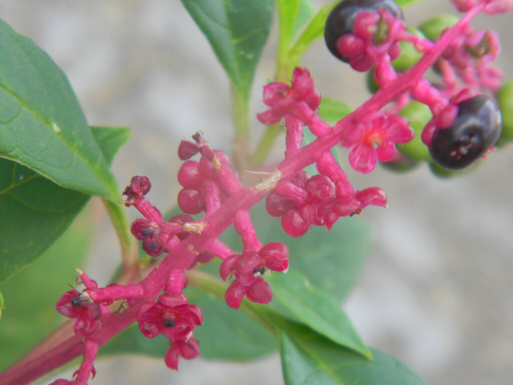 Pokeweed  by sfeldphotos