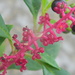 Pokeweed 