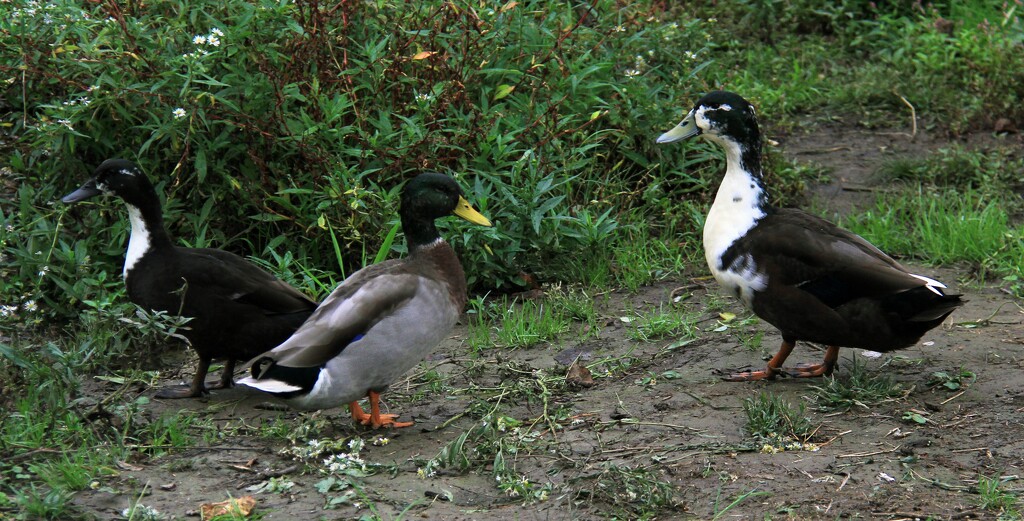 Three Ducks by digitalrn