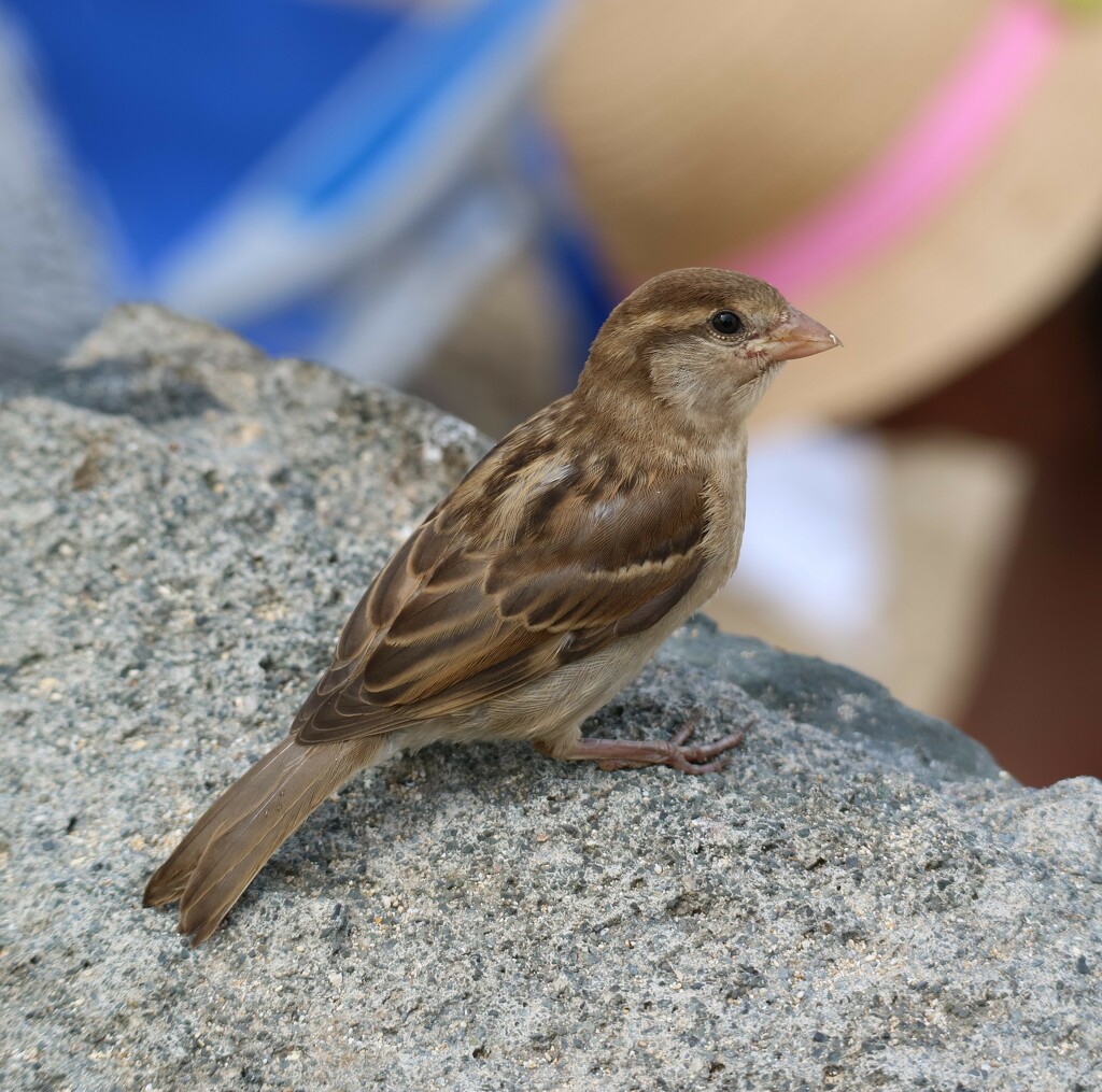 beach sparrow by ellene