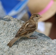 25th Jul 2024 - beach sparrow