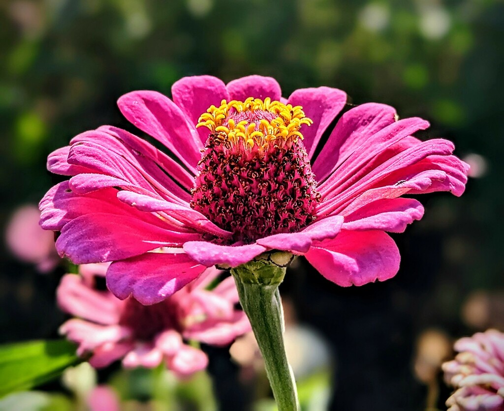 Zinnia in the Patch by veronicalevchenko