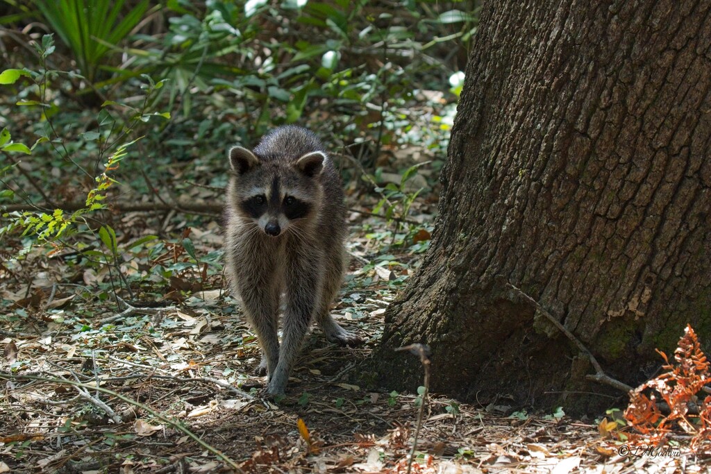 LHG_4531 Rocky Raccoon at the bird sancturary by rontu