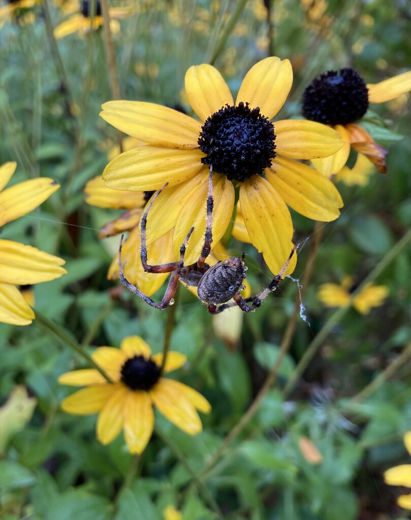 black-eyed-susan + spider + raindrops by wiesnerbeth