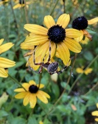 29th Sep 2024 - black-eyed-susan + spider + raindrops