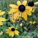 black-eyed-susan + spider + raindrops