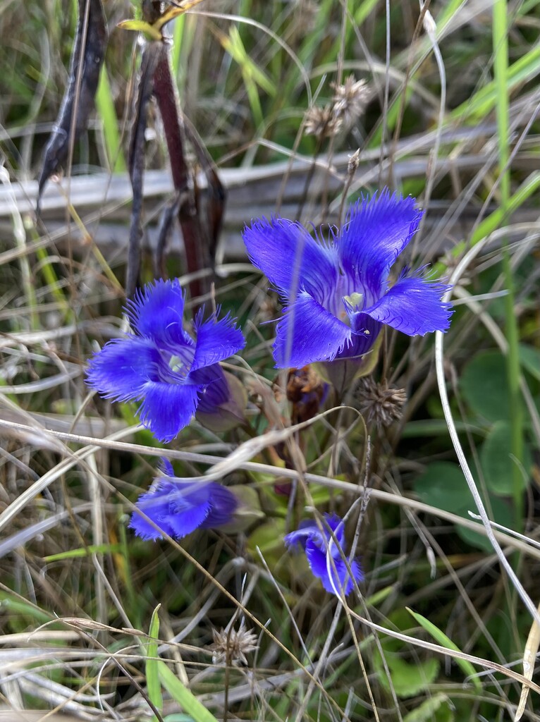 rare wildflowers! by wiesnerbeth