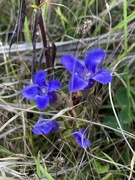 3rd Oct 2024 - rare wildflowers!