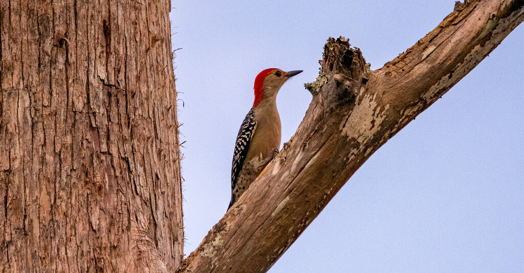 Red Bellied Woodpecker! by rickster549