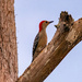 Red Bellied Woodpecker!