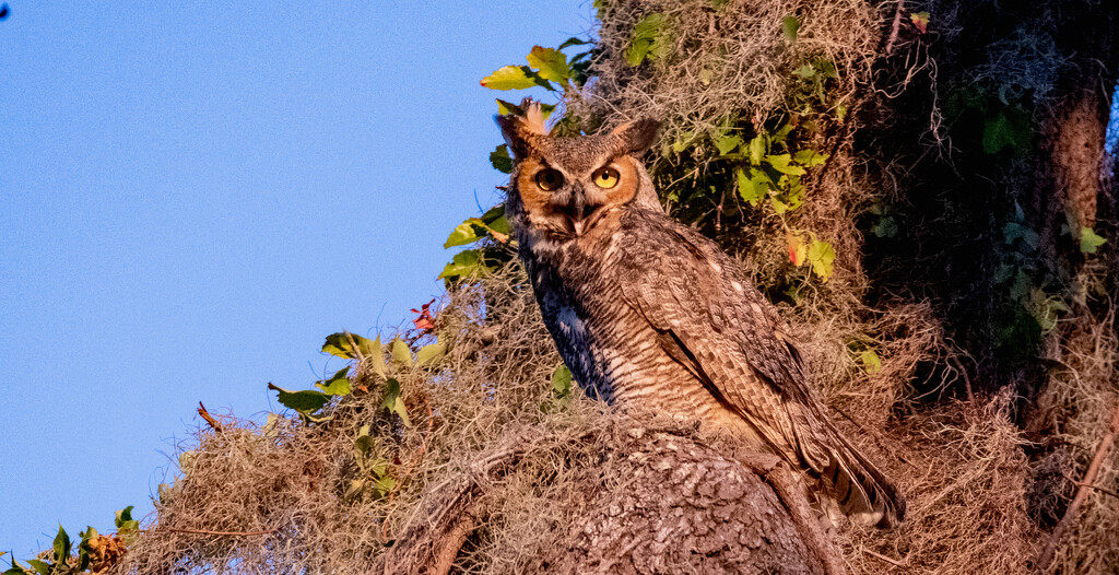 Great Horned Owl in the Sunlight! by rickster549