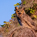 Great Horned Owl in the Sunlight!