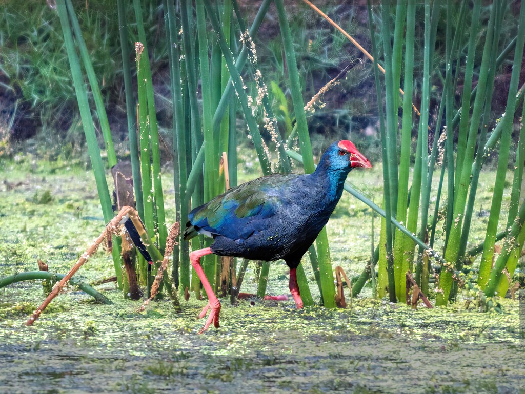 Such an unusual and colourful bird. by ludwigsdiana