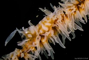 27th Sep 2024 - Whip Coral Shrimp