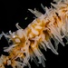 Whip Coral Shrimp