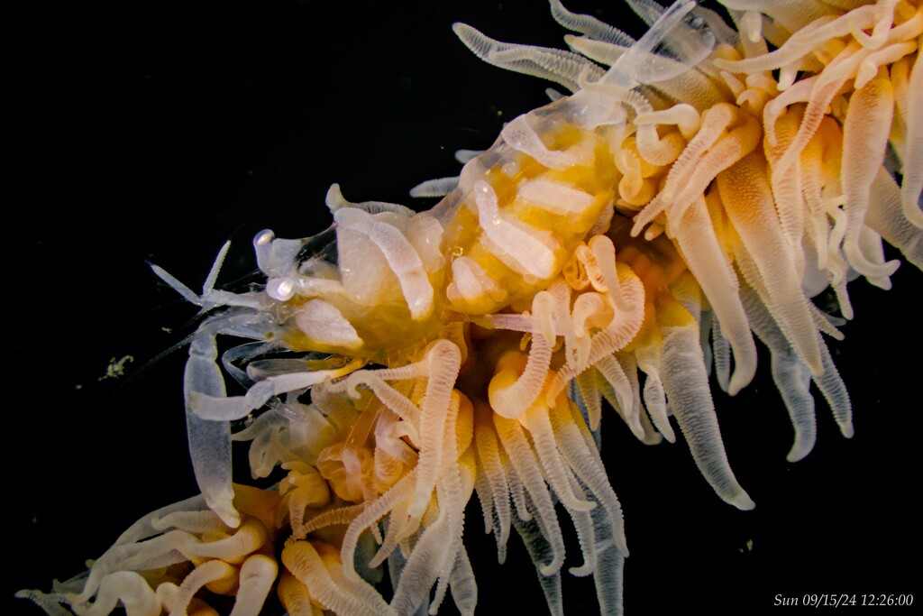 Whip Coral Shrimp by wh2021