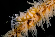 28th Sep 2024 - Whip Coral Shrimp