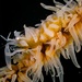 Whip Coral Shrimp