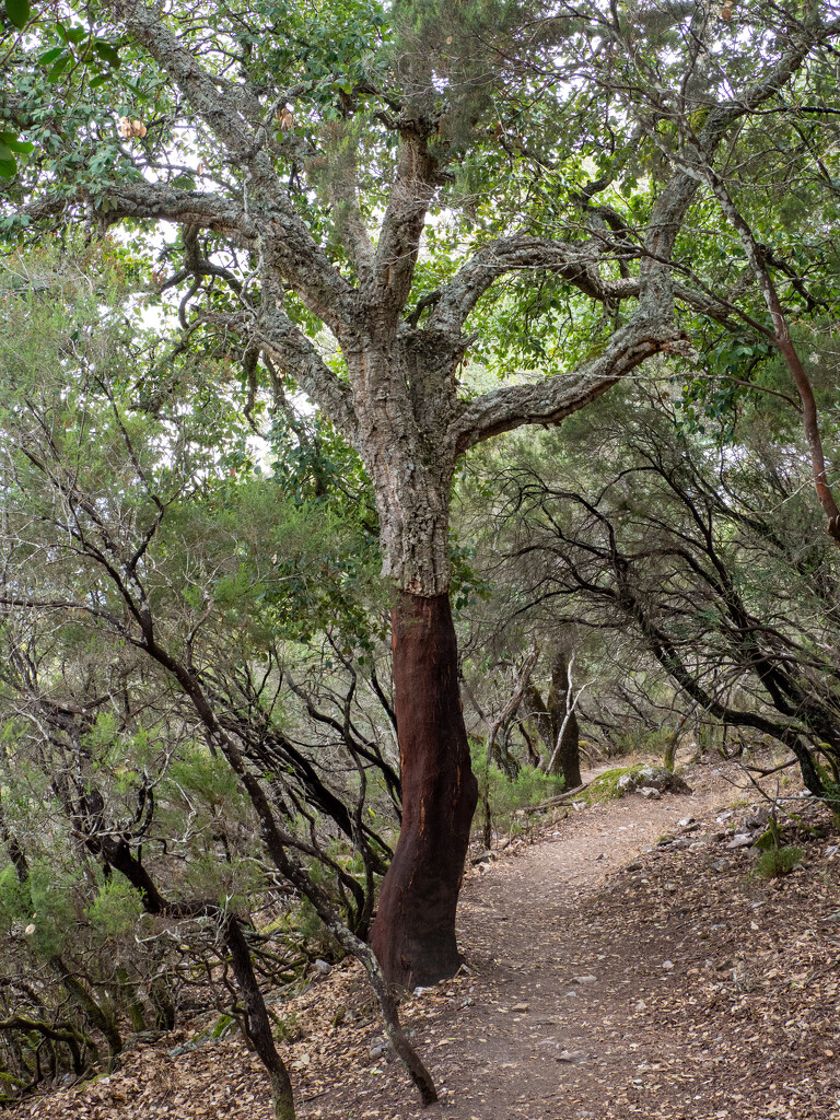 Cork tree by christinav