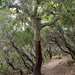 Cork tree