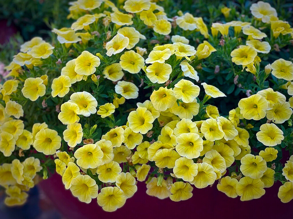 Exposure To Yellow Flowers by gardenfolk