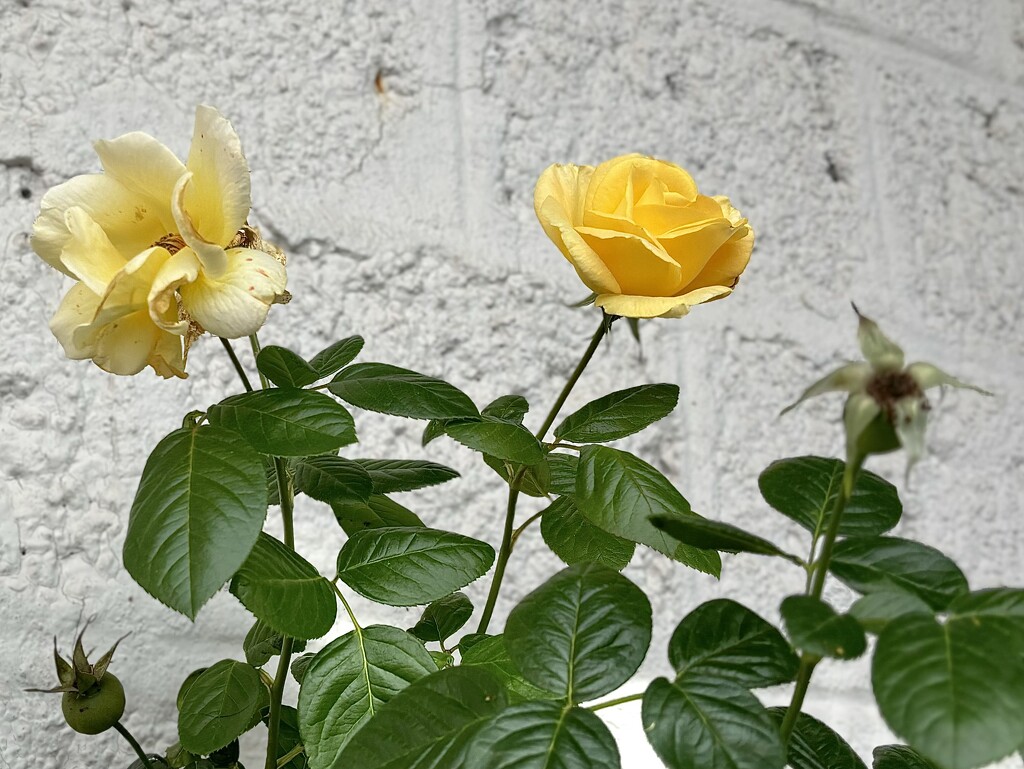 The life of a beautiful sweet smelling Rose bush by beverley365