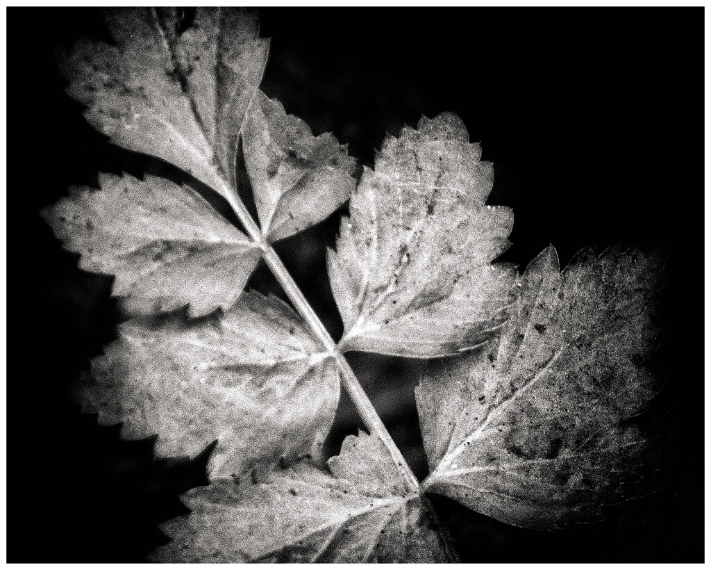 Water Parsley by aikiuser