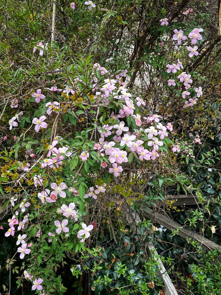 Our clematis by pusspup