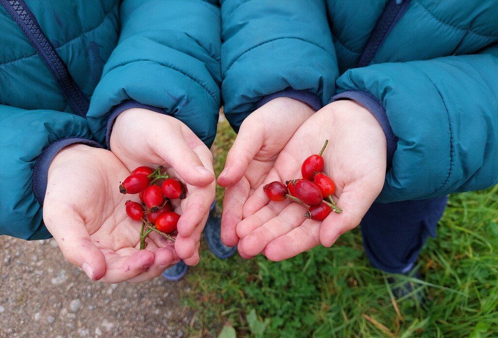 Rose hips by samcat