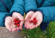 29th Sep 2024 - Rose hips