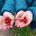 Rose hips