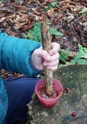 30th Sep 2024 - Crushing hawthorn berries to make paint