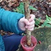 Crushing hawthorn berries to make paint