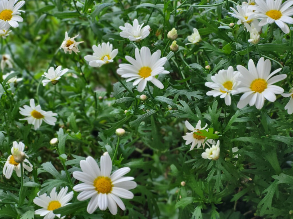 Shasta Daisy by paulabriggs