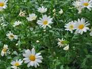 2nd Oct 2024 - Shasta Daisy