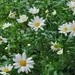 Shasta Daisy