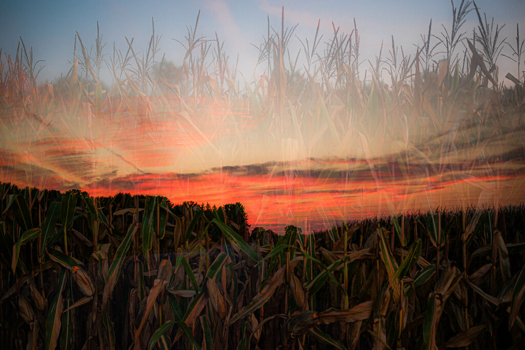 Sunset in the corn-2 by darchibald