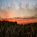 Sunset in the corn-2