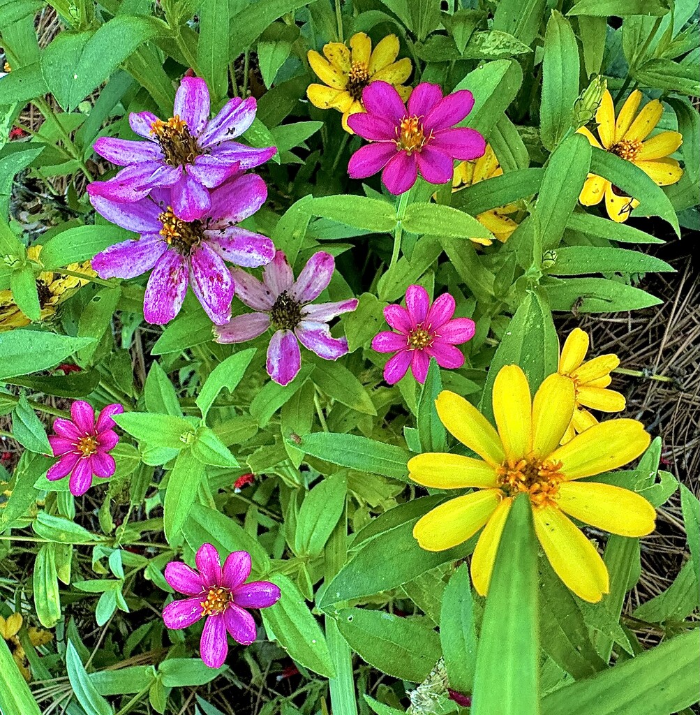 The last of the zinnias by congaree