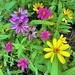 The last of the zinnias